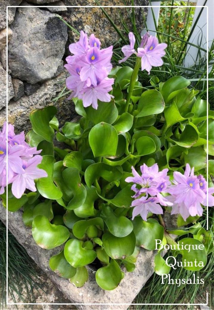 Апартаменти Boutique Quinta Physalis Fenais da Luz Екстер'єр фото