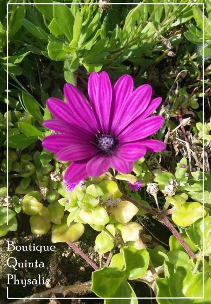 Апартаменти Boutique Quinta Physalis Fenais da Luz Екстер'єр фото